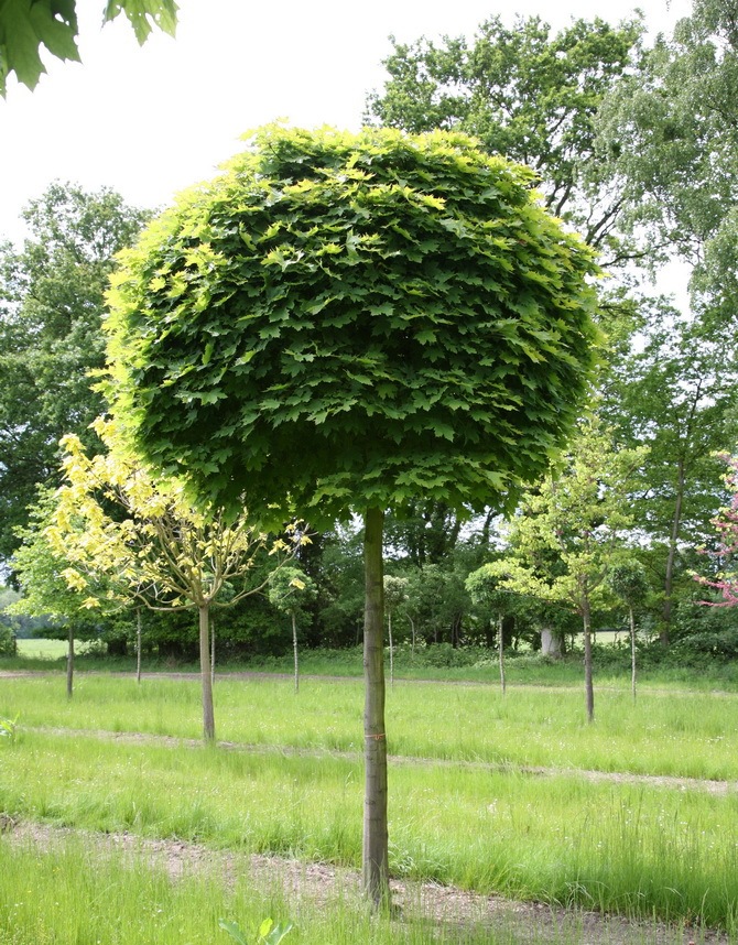 Клен остролистный (Acer platanoides) 'Globosum'